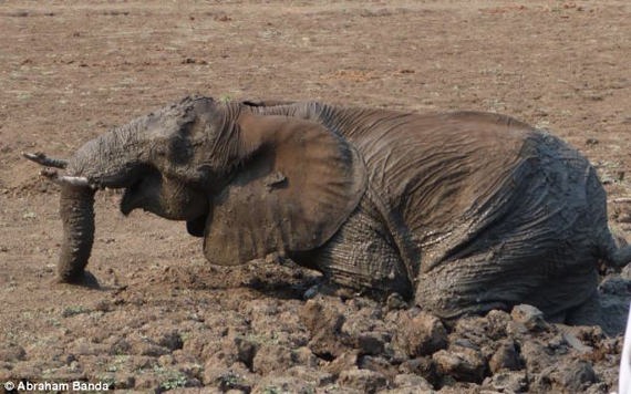 Menyelamatkan gajah terperangkap dalam lumpur 15