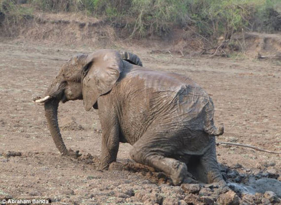 Menyelamatkan gajah terperangkap dalam lumpur 16