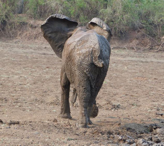 Menyelamatkan gajah terperangkap dalam lumpur 17