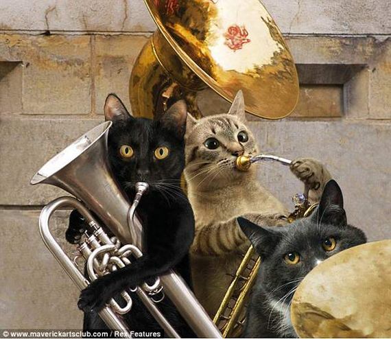 gambar kucing comel main muzik