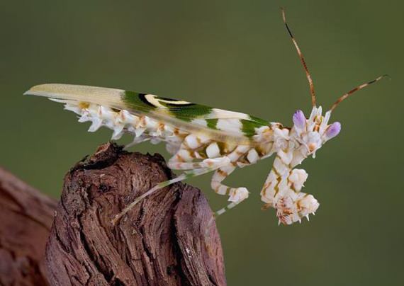 Spiny Mantis