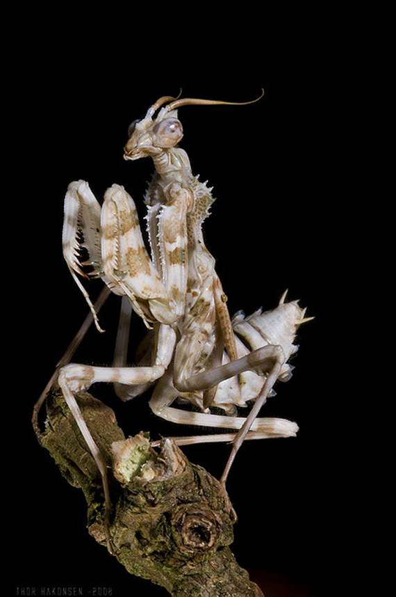 Devil’s flower mantis 