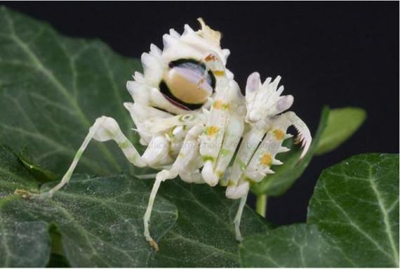 Indian flower praying mantis 2