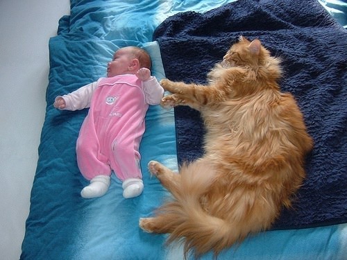 kucing besar dengan baby