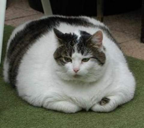 ya fat-cat