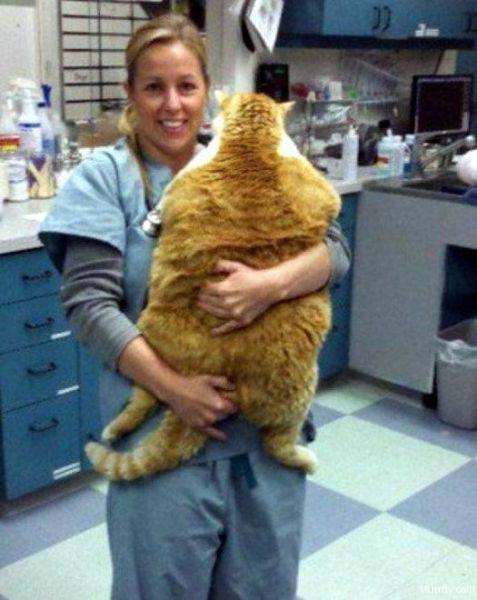 z big-fat-cat