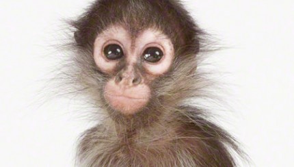 gambar anak monyet