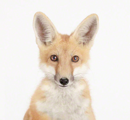 gambar anak musang gambar anak musang