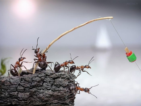 ants_05