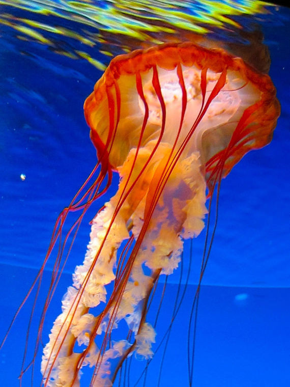 jellyfish 10