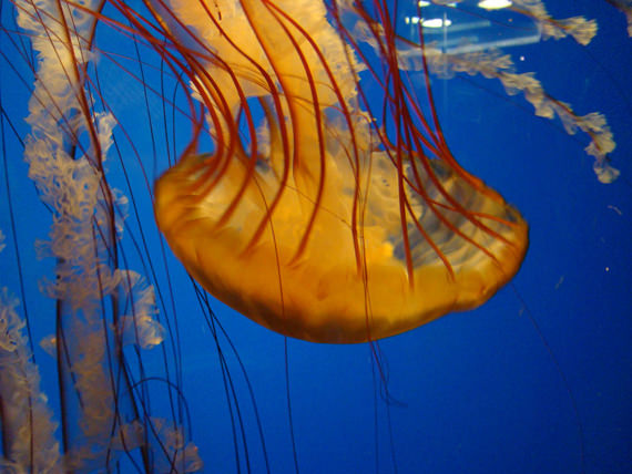 jellyfish 13