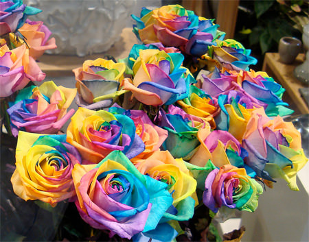 Rainbow roses, 