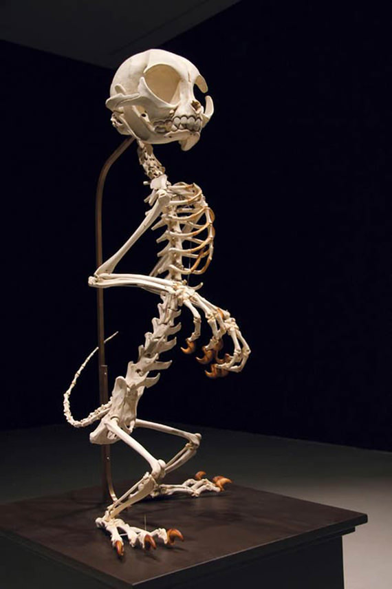 skeleton