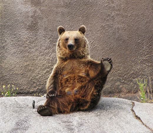 bear-yoga-32