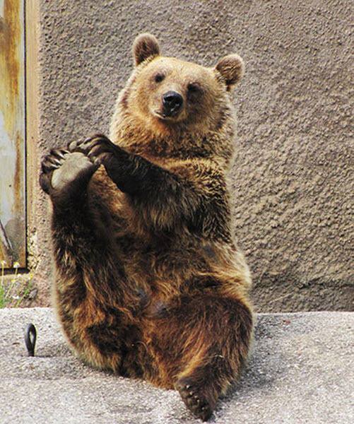 bear-yoga