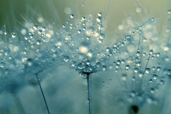 Dew-Drops-On-Dandelions-002