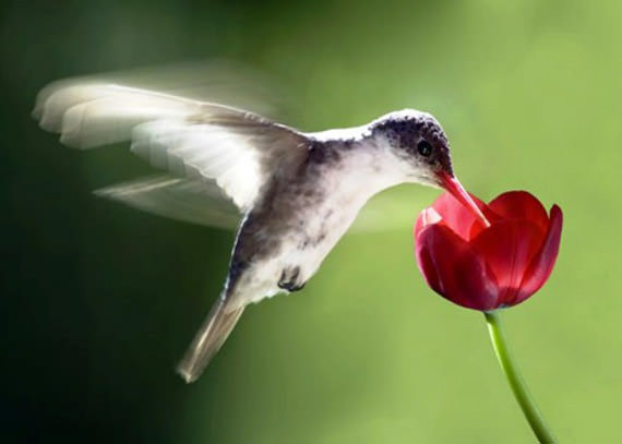 beautiful bird 07 15 Gambar Burung Kelicap yang Sangat Cantik dan Menakjubkan