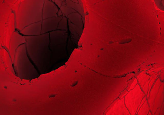 Red licorice (20x pembesaran) Red licorice (20x pembesaran)