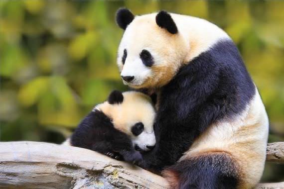 gambar panda comel gambar panda comel