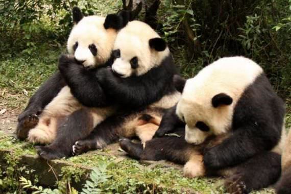 3 panda pingitan 