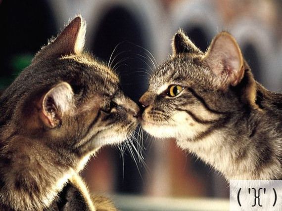 Cat kissing Cat kissing