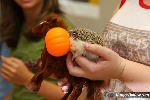 How-To-Dress-Up-Hedgehog-For-Holiday-003
