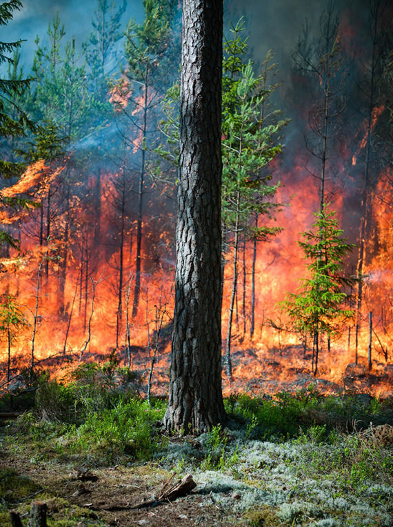 gambar kebakaran hutan
