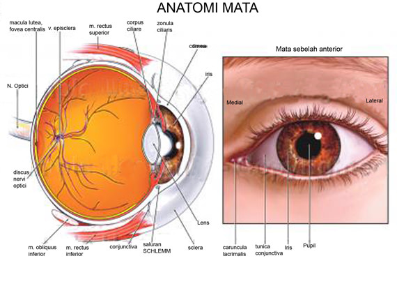 eye 20++ Fakta Menarik Tentang Mata Manusia