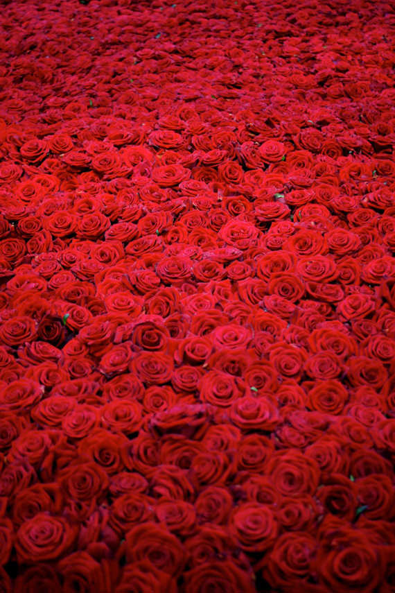 bunga ros merah