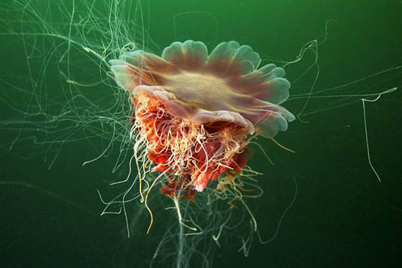 Jellyfish-photography-by-Alexander-Semenov-11