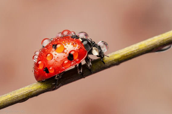 Ladybugs-in-Raindrops-002
