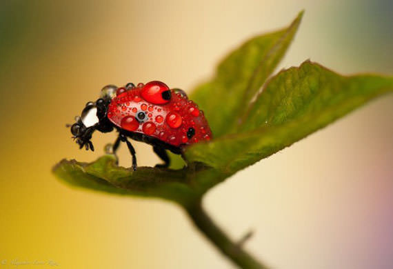 Ladybugs-in-Raindrops-003