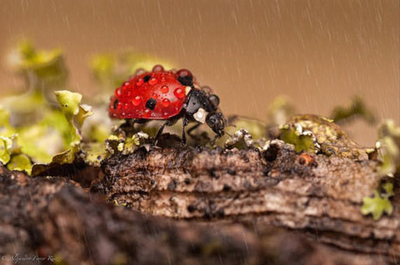 Ladybugs-in-Raindrops-005
