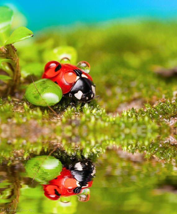 Ladybugs-in-Raindrops-008