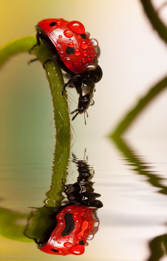 Ladybugs-in-Raindrops-012