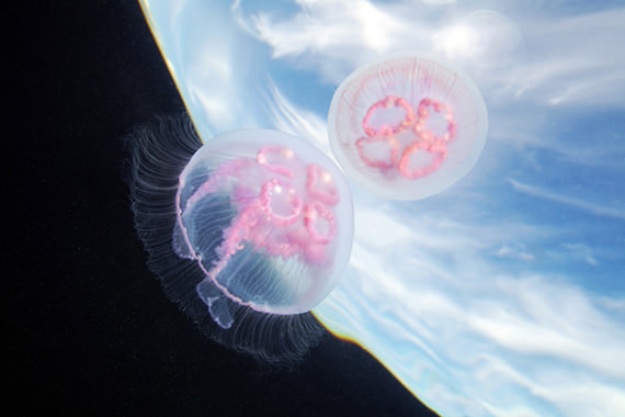 jellyfish 12