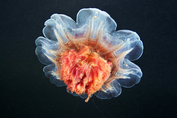 jellyfish 17