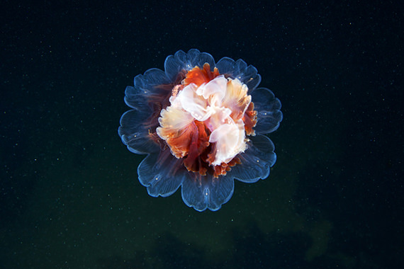jellyfish 18