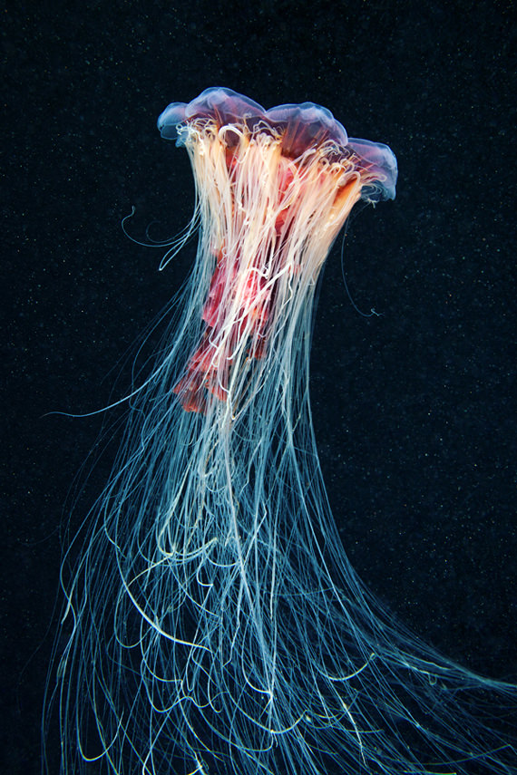 jellyfish 20