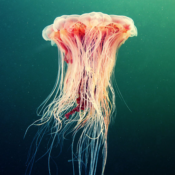 jellyfish 7