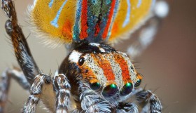 peacock spider 2