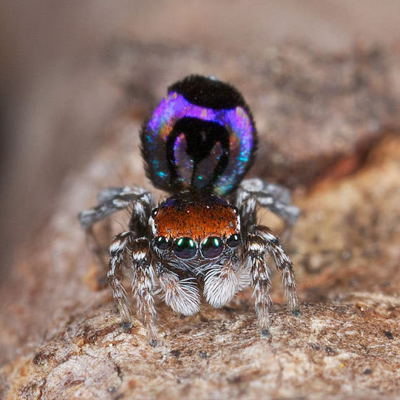 peacock spider 6