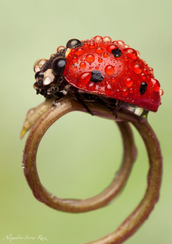 ladybugs comel