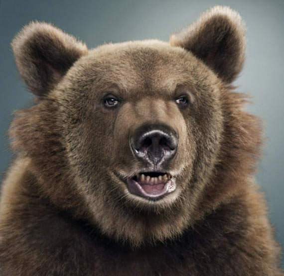hai saya beruang!
