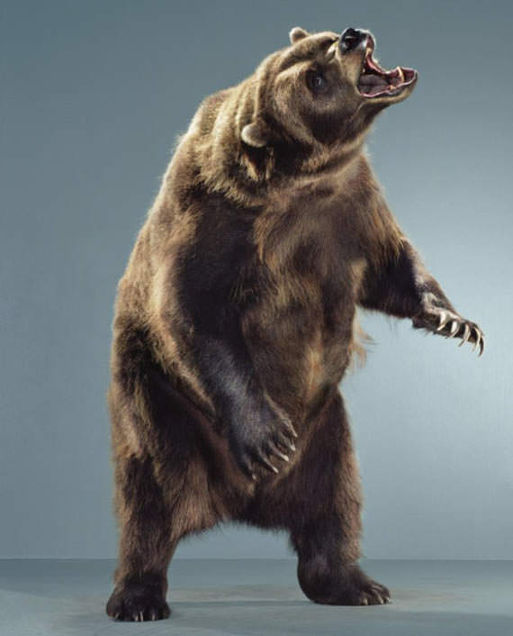beruang mengaum