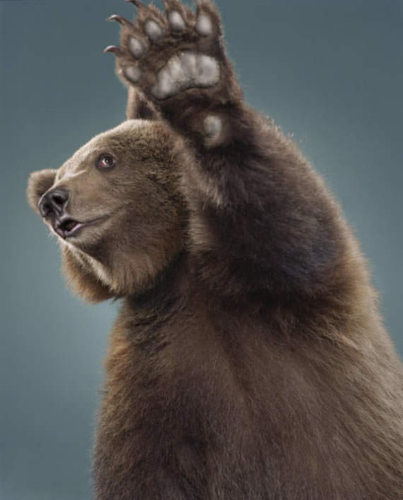 bye beruang