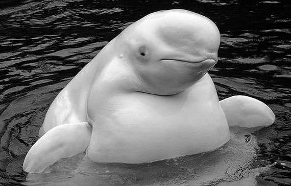 dolphin gemuk terkejut dolphin gemuk terkejut Koleksi Gambar Haiwan Comel Terkejut