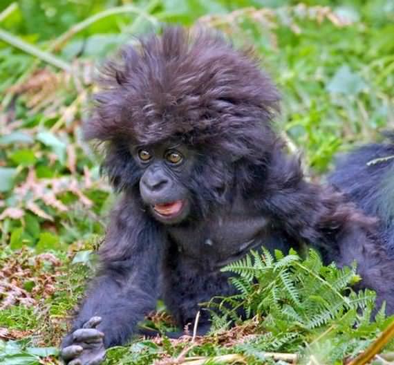monyet comel terkejut monyet comel terkejut Koleksi Gambar Haiwan Comel Terkejut
