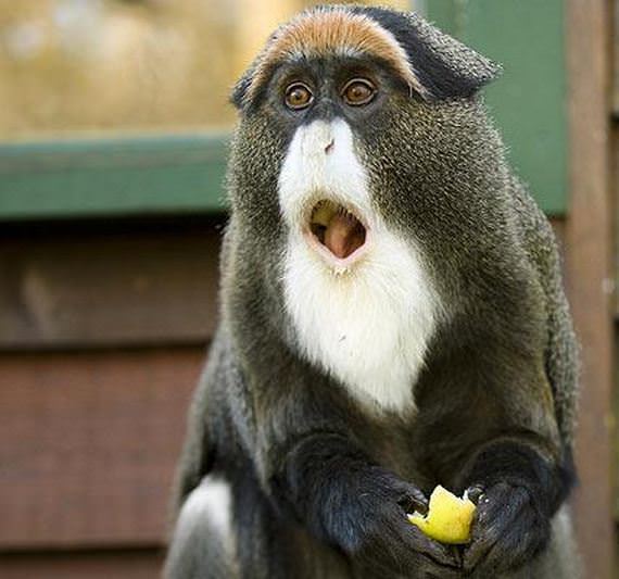 monyet terkejut monyet terkejut Koleksi Gambar Haiwan Comel Terkejut