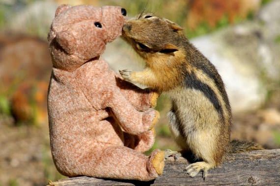 02 stop what youre doing and look at this squirrel 02 stop what youre doing and look at this squirrel Gambar Gelagat Tupai Comel dengan Beruang Teddy
